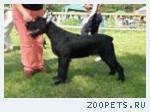  Отдам Ризеншнауцера суку в добрые руки