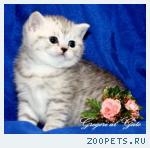 Британские котята окраса:Серебристый тебби Шоу-класса !