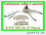 КЛЕЙМЕНИЕ СОБАК