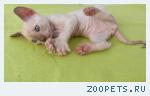 КОРНИШ-РЕКС кудрявые котята