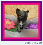Чихуахуа  щенки