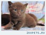 Британская КОШЕЧКА голубого окраса