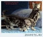 Британские мрамоные котята  из питомника VIVIAN.