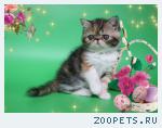 Экзотические котята(персидские с короткой шерстью)