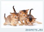 абиссинские котята дикого окраса