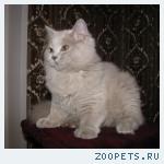 БРИТАНСКИЕ ДЛИННОШЕРСТНЫЕ КОТЯТА  от Чемпиона Мира