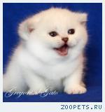 Эксклюзивные Британские котята шиншиллы, пойнт Шоу-класса!