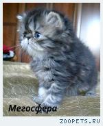 Персидская кошечка
