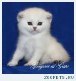 Эксклюзивные Британские котята шиншиллы, пойнт Шоу-класса!