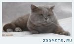 Скоттиш страйт вязка кошек