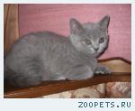 британские котятки
