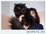 Персидский котик приглашает на вязку