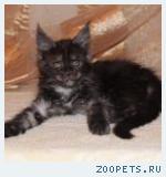 Кошки