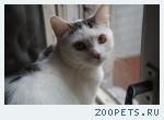 Пропал кот