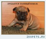 Щенки французского бульдога 
