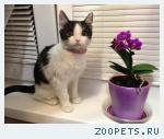 Найден котенок