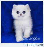 Эксклюзивные Британские серебристые шиншиллы синеглазки 