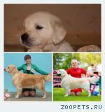 Щенки золотистого ретривера