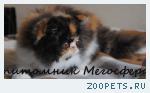 Персидские котята