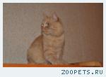 найден кот или кошка!!!