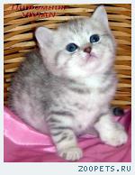 Британские котята вискас из питомника VIVIAN.