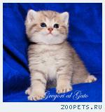 Эксклюзивный окрас - голубое золотото! плюшевый котик Зейн