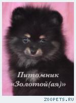 Черно-подпалые щенки миниатюрного шпица купить