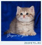 Эксклюзивный окрас - голубое золотото! плюшевый котик Зейн 
