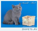 Британские котята голубые и лиловые. 