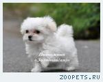 Очаровательные щенки мальтезе, мальтийская болонка щенки мини и 