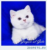 Британские серебристые котята шиншиллы синеглазки