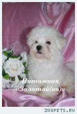 Купить щенка мальтезе, мальтийской болонки мини и стандарт