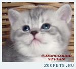 Британские котята вискас из питомника VIVIAN.