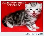 Британские мраморные котята  из питомника VIVIAN.