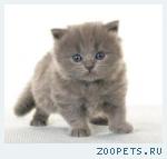 Британские котята