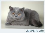 Найден кот