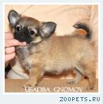 Чихуахуа щенки