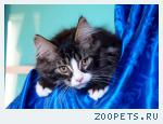 Котята мейн куны