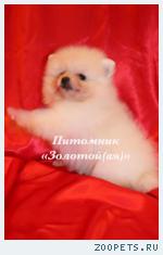 Шпиц померанский редкого окраса щенки купить