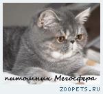 Экзотическая кошечка