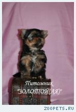 Йоркширский терьер  мини беби-фейс для Вас купить