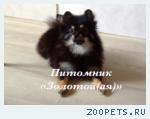 Черно-подпалые щенки миниатюрного шпица купить