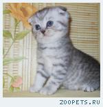 Клубные шотландские вислоухие и прямоухие котята. 
