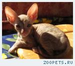 Корниш-рекс кудрявые котята
