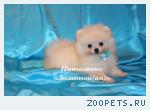 Шпиц померанский редкого окраса щенки купить