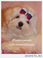 Мальтезе (мальтийская болонка) щенки мини и стандарт - Cчастье в