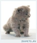 Британские КОТИКИ классических окрасов