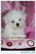 Купить щенка мальтезе, мальтийской болонки мини и стандарт