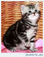 Британские мраморные котята  из питомника VIVIAN.