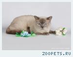 Взрослый котик